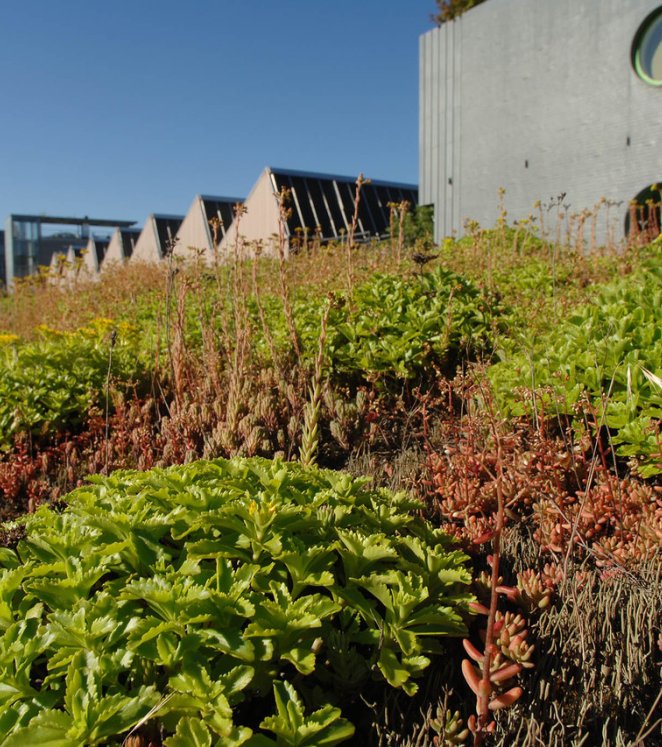 Begrünung Flachdach Begrünung Flachdach