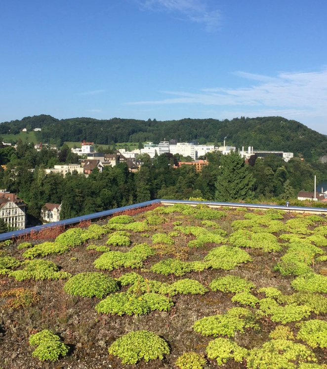 Hertensteinstrasse Ennetbaden Extensive Begrünung