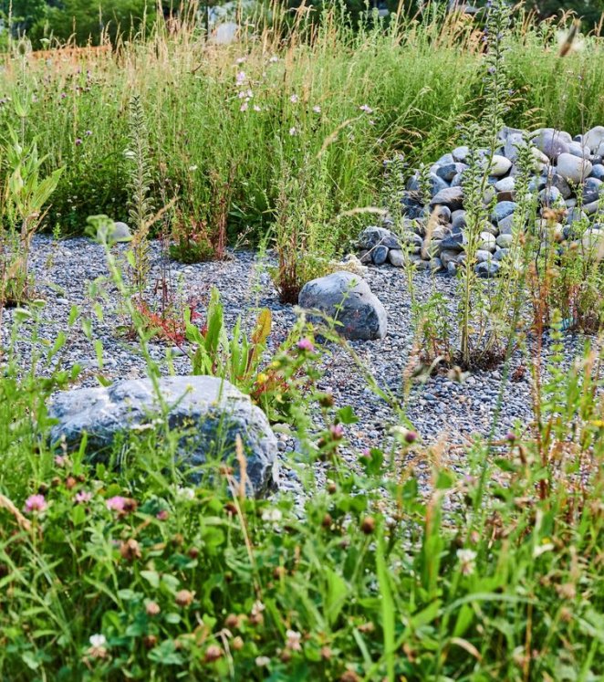 Ruderalfläche zur Förderung der Biodiversität