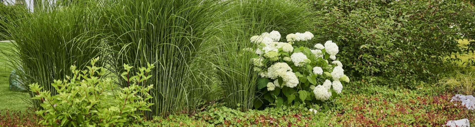 Bepflanzung Garten