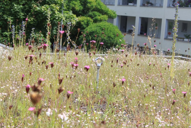 Dachbegrünung Blumen