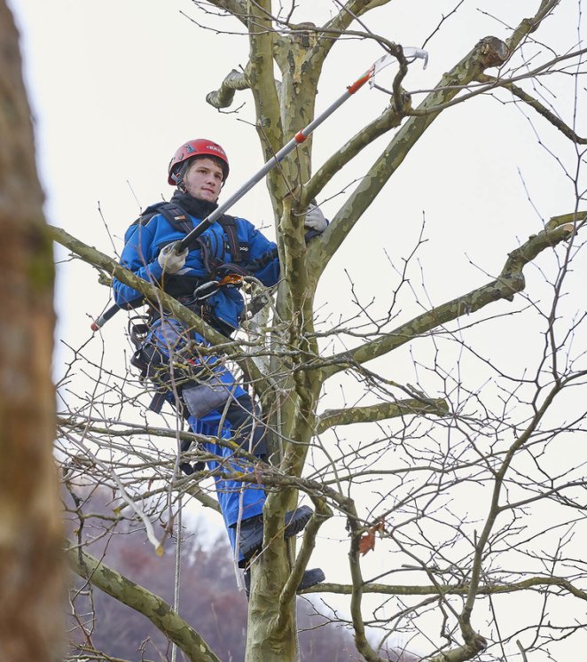 Baum schneiden