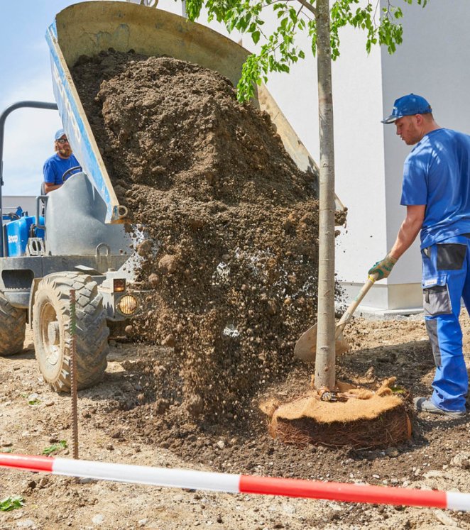 Baum setzen