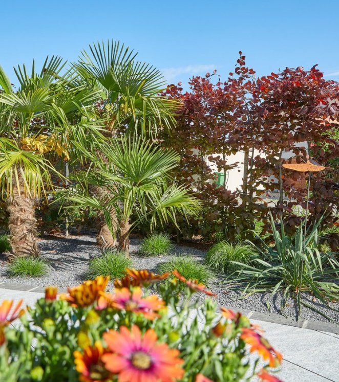 Bepflanzung Sitzplatz mit Hecke, Palmen und Sichtschutz