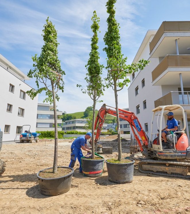 Bäume setzen