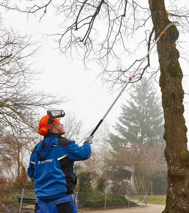 Winterschnitt Baum