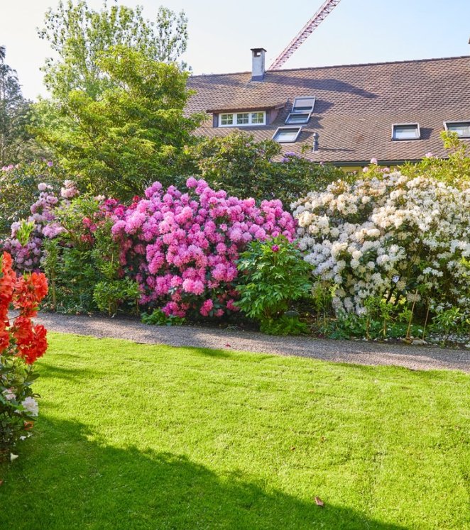 Sichtschutz Hecke Blumen Stauden