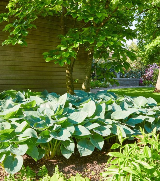 Lärm- und Sichtschutz für Ihren Garten | Schoop