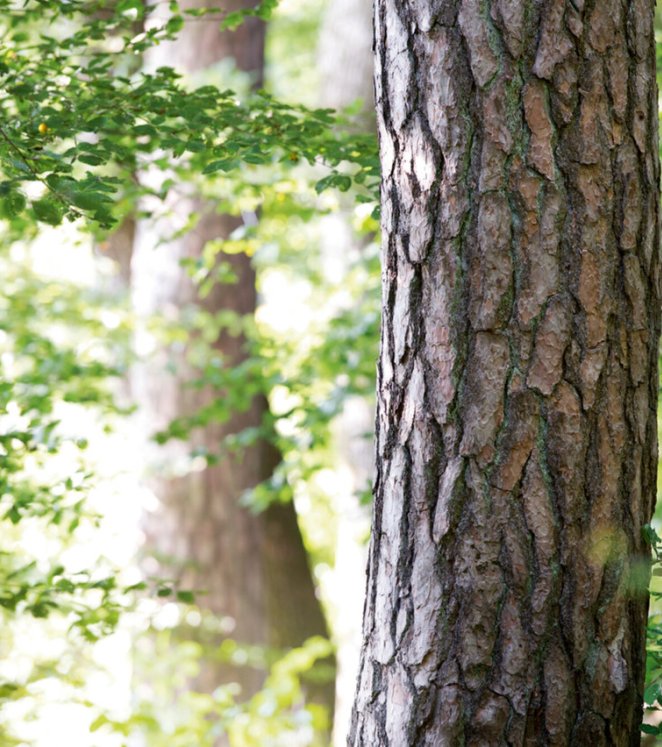 Urwald Unterwilerberg